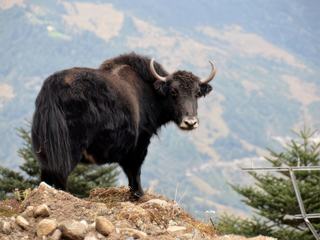 Sur les routes de l'Arunachal – Inde