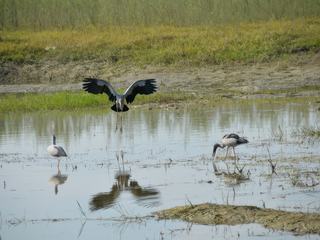 Retour dans l'Assam – Inde