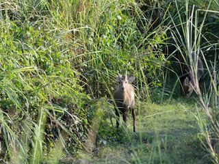 Parc national de kaziranga
