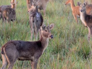 Parc national de kaziranga