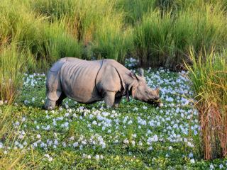 Parc national de kaziranga