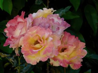 Les roses du jardin du cloître.