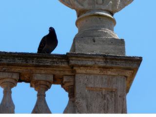 Statue et pigeon cohabitent.