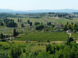Paysage toscan autour de San Gimignano avec ses cyprès, ses oliveraies et ses vignes .