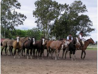 Journée pampa – Argentine
