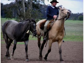 Journée pampa – Argentine