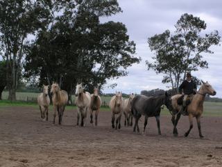 Journée pampa – Argentine