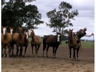 Journée pampa – Argentine