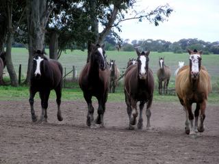 Journée pampa – Argentine