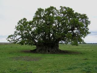 Journée pampa – Argentine