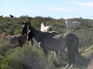 Quelques chevaux en liberté en arrivant près de la réserve de Punta Tombo.