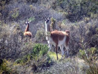 Même les guanacos (vigognes sauvages) semblent nous ignorer.