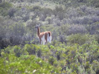 Guanaco à l'entrée de la réserve.