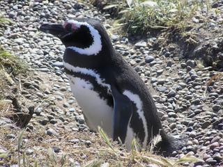 A la rencontre des manchots de Magellan – Argentine