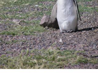 A la rencontre des manchots de Magellan – Argentine