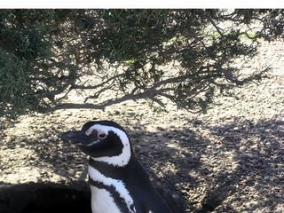 Le manchot de Magellan mesure environ 70 cm pour 4 kg. On confond souvent le manchot et le pingouin à cause de leur uniforme commun noir et blanc. Pourtant, il existe de nombreuses différences entre eux. Le manchot est un oiseau inapte au vol. Le pingouin, qui est aussi un oiseau, peut voler. Il ne vole pas haut, juste au ras de l’eau mais il a cette capacité.