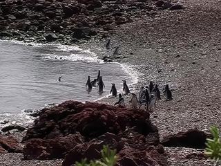 S'il est gauche sur la terre ferme, le manchot est un nageur accompli qui peut rester en apnée près d’un quart d’heure.