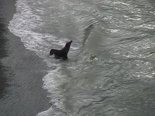 Les lions de mer sont d'excellents nageurs mais sont aussi la proie des orques.