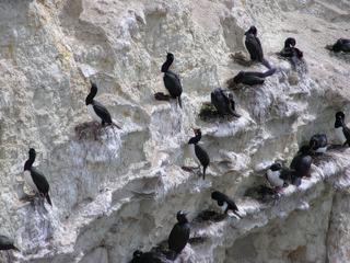 Colonie de cormorans accrochés aux falaises hautes et abruptes.