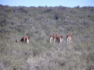Guanacos. Ces cousins du lama sont extrèmement farouches et ne se laissent pas approcher.