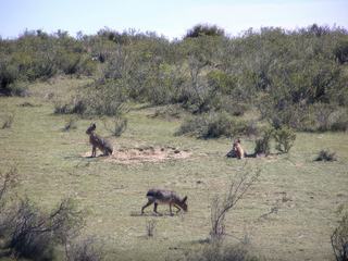 Famille de maras (ou lièvres de Patagonie).