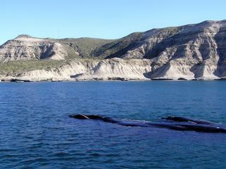 Première rencontre avec une baleine et son baleineau.