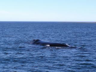 Les baleines sont curieuses et n'hésitent pas à s'approcher du bateau.