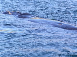 La baleine franche mesure en moyenne 12 mètres de long et pèse plus de 27 tonnes (la femelle est plus grosse que le mâle).