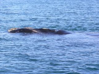D'énormes callosités, où se fixent des crustacés parasites,ornent la tête de la baleine.