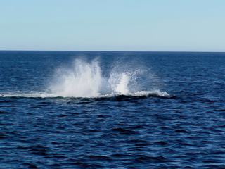 Le souffle de la baleine.