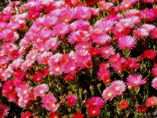 La flore.