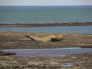Alors que les membres postérieurs sont devenus impropres à toute locomotion à terre, les éléphants de mer utilisent pour se déplacer sur les plages leurs membres antérieurs qui bien que transformés également en nageoires leur permettent de prendre appui au sol pour propulser leur corps, faisant suivre à la traîne le ventre et l'arrière-train. Ils sont capables d'effectuer de cette manière sur de courtes distances des déplacements rapides, afin de gagner la mer, de rattraper une femelle ou de chasser un intrus. Si l'intrus est un être humain, il est alors obligé de courir ce qui permet d'estimer que la vitesse de déplacement à terre peut atteindre 8 km/h.