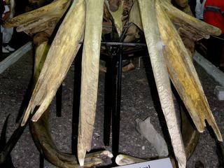 Squelette de baleine franche au Musée Paleonthologique Edigio Feruglio de Trelew.