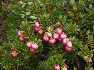 Une légende ancienne raconte que celui qui mange un fruit de cette plante revient toujours en Patagonie; même si elles n'étaient pas mûres nous les avons goûté pour revenir.