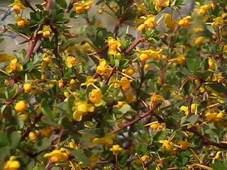 Fleurs de buissons calafate.