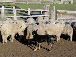 Les terrains sont délimité en parcelles, et les moutons, qui restent toute l'année dehors, sont menés de parcelle en parcelle grâce au travail des chiens de berger. Une démonstration de ce travail montre leur précision spectaculaire.