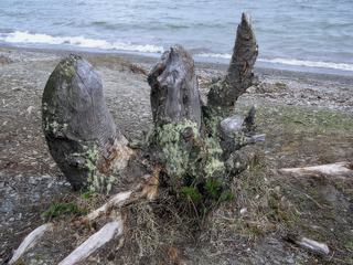 Souche d'arbre au bord du Lago Roca.