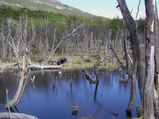 Vallée inondée par le travail des castors. Leur présence dépeuple le parc de ses arbres.