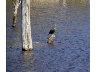 Cormoran vigua.