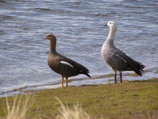 Couple d'ouettes de Magellan. A gauche, Madame a mis sa robe marron à rayures et Monsieur son costume blanc rayé noir.