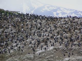 Les cormorans impériaux sur l'île des Pajaros.