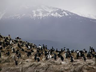 Les quelque milliers de cormorans impériaux qui viennent nicher ici font beaucoup de bruit.