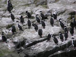 Cormorans impériaux.