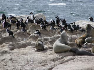 Sur l’île de Los Lobos les lions de mer et les cormorans cohabitent bien ensemble.