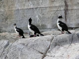 Les cormorans impériaux à l' abri du vent. Oui ça souffle énormément, leur houpette est bien droite sur leur tête et nous, nous sommes secoués dans notre petit bateau!