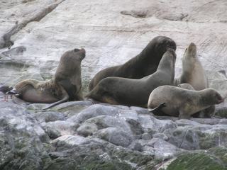 Un beau mâle en famille avec femelles et petits.