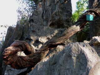 Racine ressemblant à un tronc d'arbre par la taille!