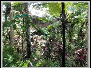 KURANDA VILLAGE - une végétation luxuriante