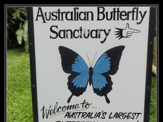 Australian Butterfly Sanctuary - Ulysse butterfly est l'emblème