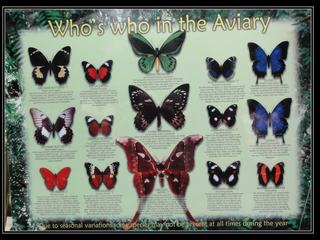 Australian Butterfly Sanctuary - who's who ?